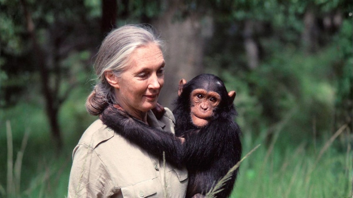 From Chimps to Humanity: How Jane Goodall Changed Our Understanding of Primates
